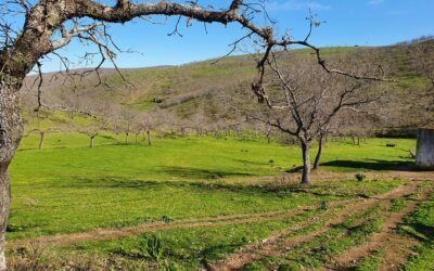 FINCA DE RECREO Y GANADERA DE 120 HAS EN ZONA DE MADROÑERA