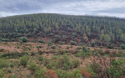 FINCA CINEGÉTICA EN LA SERENA, PROVINCIA DE BADAJOZ
