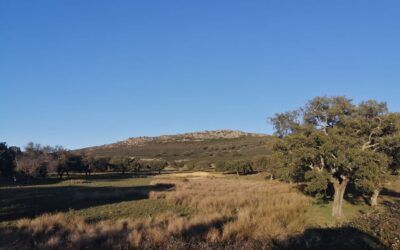 FINCA CINEGETICA/GANADERA CERCA DE MIRAVETE