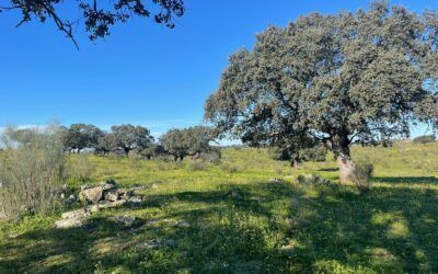 FINCA GANADERA DE MÁS DE 500 HAS CERCA DE CÁCERES