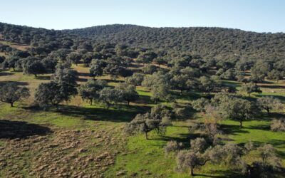 EXCELENTE DEHESA DE 80 HAS EN ZONA DE VILLUERCAS IDEAL PARA RECREO Y MAGNIFICA GANADERA