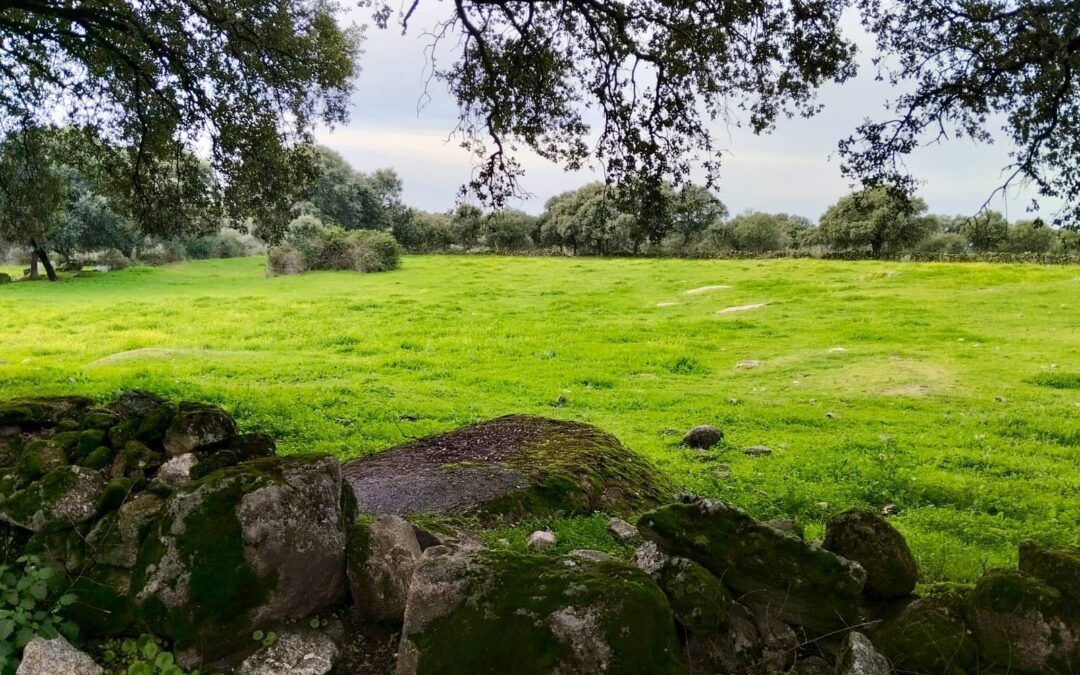 BONITA DE FINCA EN ZONA DE TALAVERA DE LA REINA DE UNAS 40 HAS