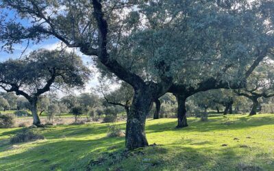 FINCA DE 10 HAS JUNTO A TRUJILLO